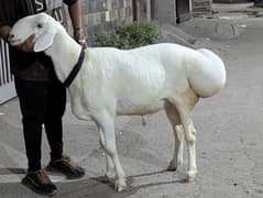 Dumba For Sale