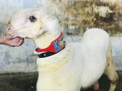 Dumba