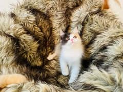 (0325-8943378) Top Quality Persian kitten or cat baby