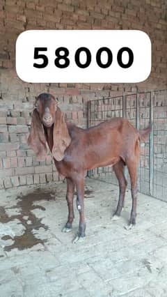 Bakry, For Sale