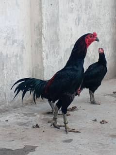 Thaii pakoya breedar Male for sale
