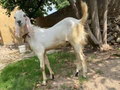 Bakra (1.4 month)