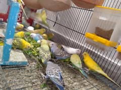 Budgies