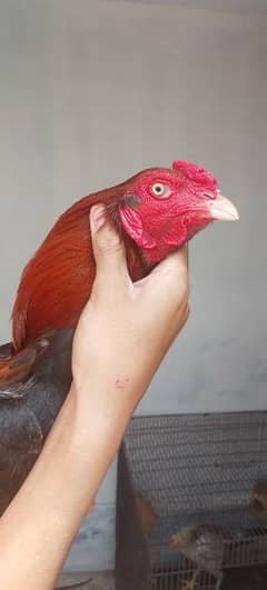 Aseel Mianwali