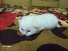 newborn persian kitten