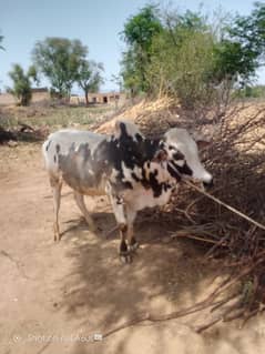 Bull