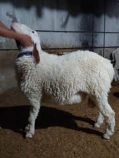 Gulabi Dumba |  Sheep |  Dumba | Jori