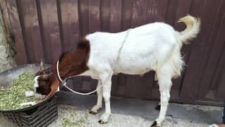 Donda Bakra