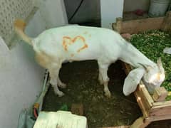 Bakra for sale