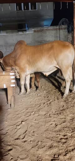 Qurbani bull 1050 rupee kilo