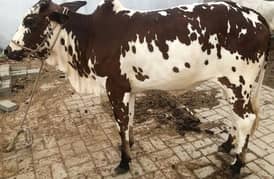 qurbani