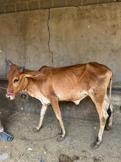 qurbani k Janwar khobsurat mashallah km range wale