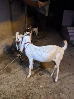 bakra or patt dono mil jygi