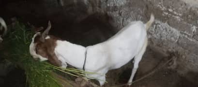 khasi khasi bakre do no