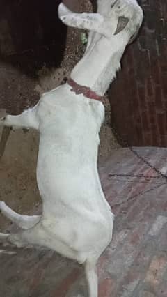 Bakrah