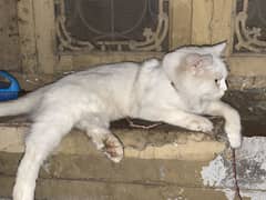White cat age 6 month