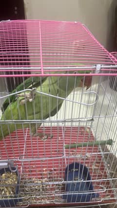 raw parrot age 1 year