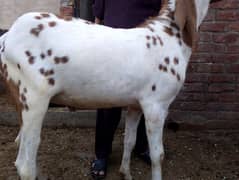 Dasi