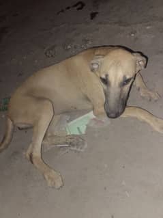 . Dog for Sale – Trained and Healthy