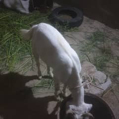 2 Dant khassi urgent for Sale