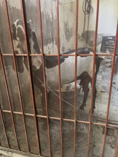 Bakri 1.5month pregnant