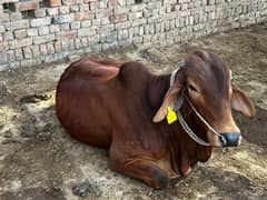 Qurbani
