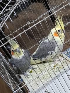 beautiful grey pair of cocktails with cage