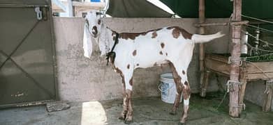 bakra