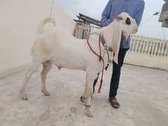 gulabi bakray