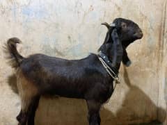 2 dant Bakra for sale