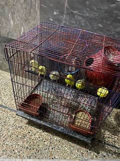Australian parrots two sets