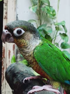 Free fly Hand Tame Parrot