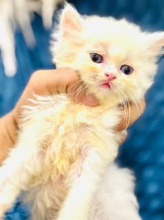 persian kitten 4 sale