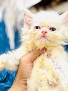 persian kitten 4 sale