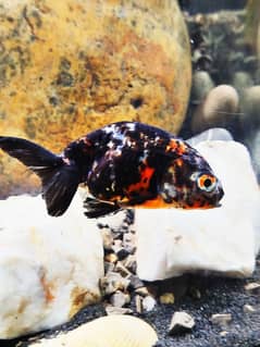 Ranchu (calico) pair mister snail & mustard betta