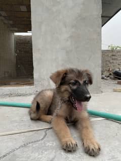 German shepherd puppy for sale