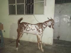 Bakra for Qurbani