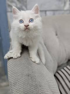 Persian kitten with blue eyes