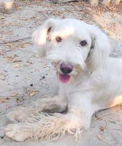 beautiful dog