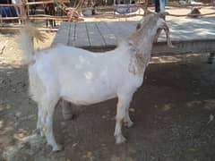 goat bakra for sale
