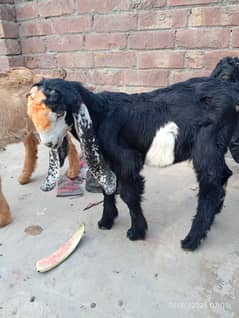 4 Desi Bakra of 2 months