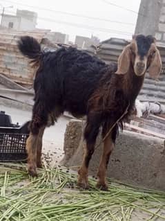 tada Bakri ka bacha Bakra