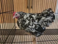 Mottled
