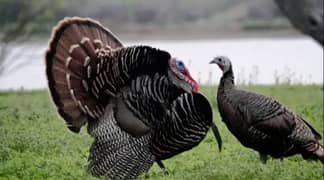Turkey