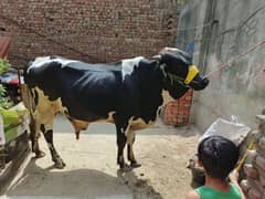cow for sale