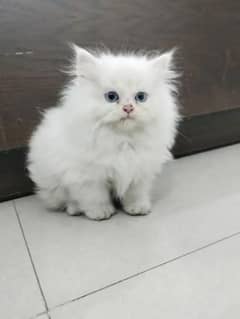 Cat | cat baby | Persian | Blue eyes | ωatsap ʘƷƷƷᴥ୨51୨ᴥʘƷ8 Kro