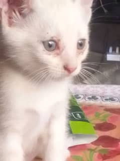 persion kitten