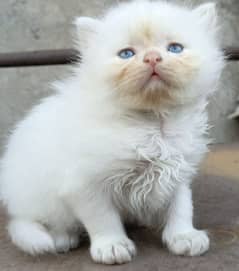 Cat | cat baby | Persian | Blue eyes | ωatsap ʘƷƷƷᴥ୨51୨ᴥʘƷ8 Kro