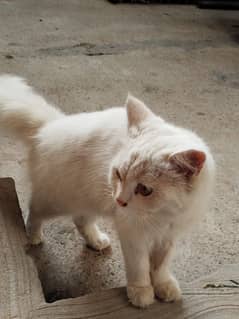 persion female cat