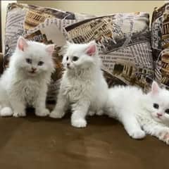 Cat | cat baby | Persian | Blue eyes | ωatsap ʘƷƷƷᴥ୨51୨ᴥʘƷ8 Kro